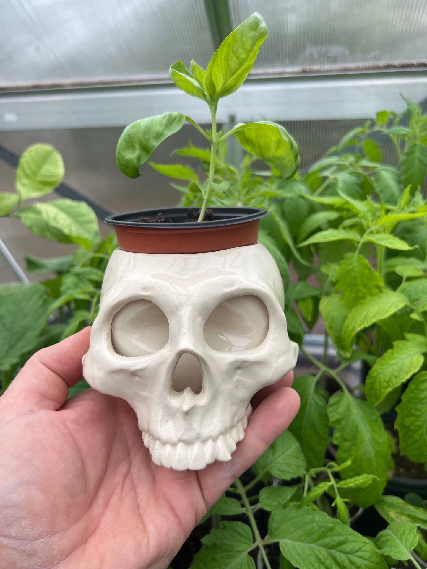 1 Skull Mug